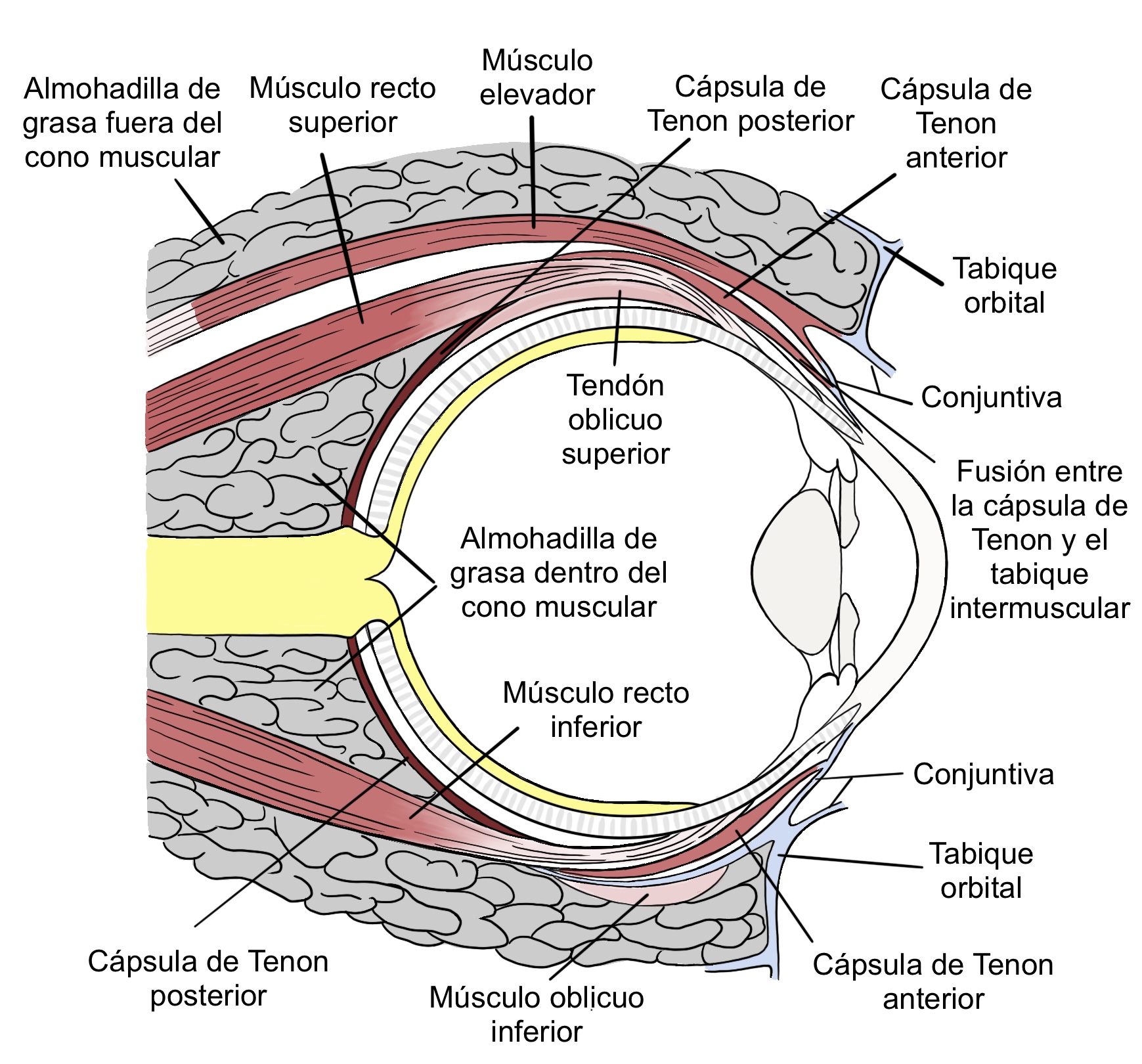 estructura ojo. Técnica digital